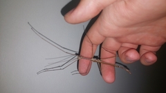 Anchiale austrotessulata