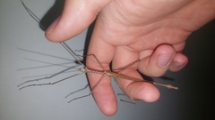 Anchiale austrotessulata