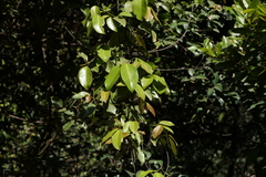 Gnetum edule