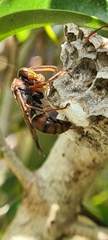 Polistes humilis