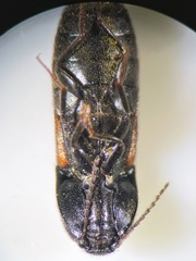 Ampedus balteatus