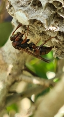 Polistes humilis