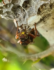Polistes humilis
