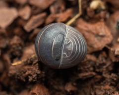 Armadillo officinalis