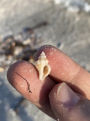 Vokesinotus perrugatus