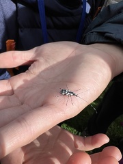 Mecotropis unoi