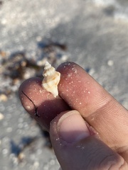Vokesinotus perrugatus