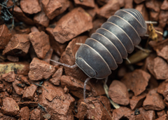 Armadillo officinalis