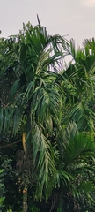 Areca catechu