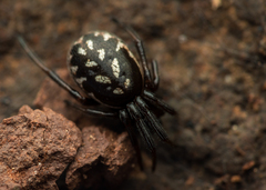 Steatoda albomaculata