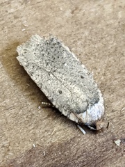 Agonopterix argillacea