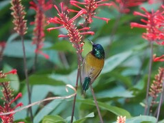 Aethopyga christinae