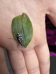 Mecotropis unoi