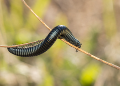 Ommatoiulus rutilans