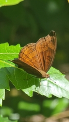 Junonia hedonia