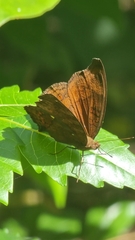 Junonia hedonia