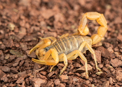 Buthus occitanus