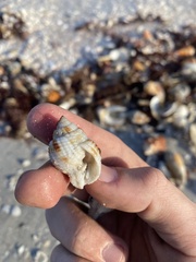 Cancellaria reticulata