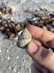 Cancellaria reticulata