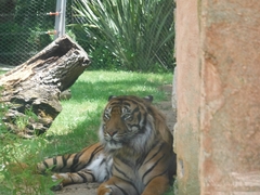 Panthera tigris