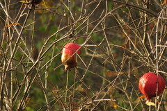 Punica granatum
