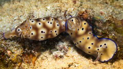 Hypselodoris tryoni