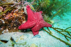 Anthaster valvulatus