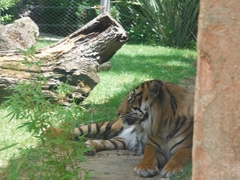 Panthera tigris
