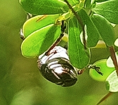 Belidae