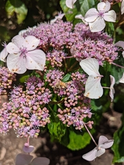 Hydrangea aspera