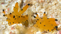 Thecacera