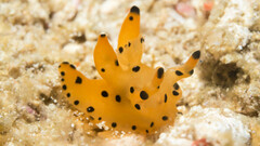 Thecacera