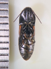 Ampedus balteatus