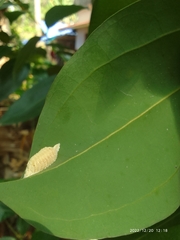 Odontomantis