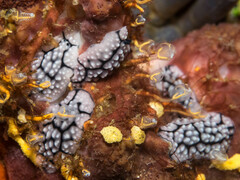 Phyllidiella pustulosa