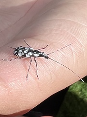 Mecotropis unoi
