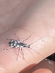 Mecotropis unoi