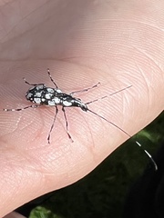 Mecotropis unoi