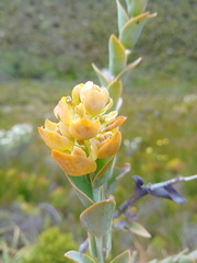 Thesium euphorbioides