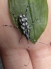 Mecotropis unoi