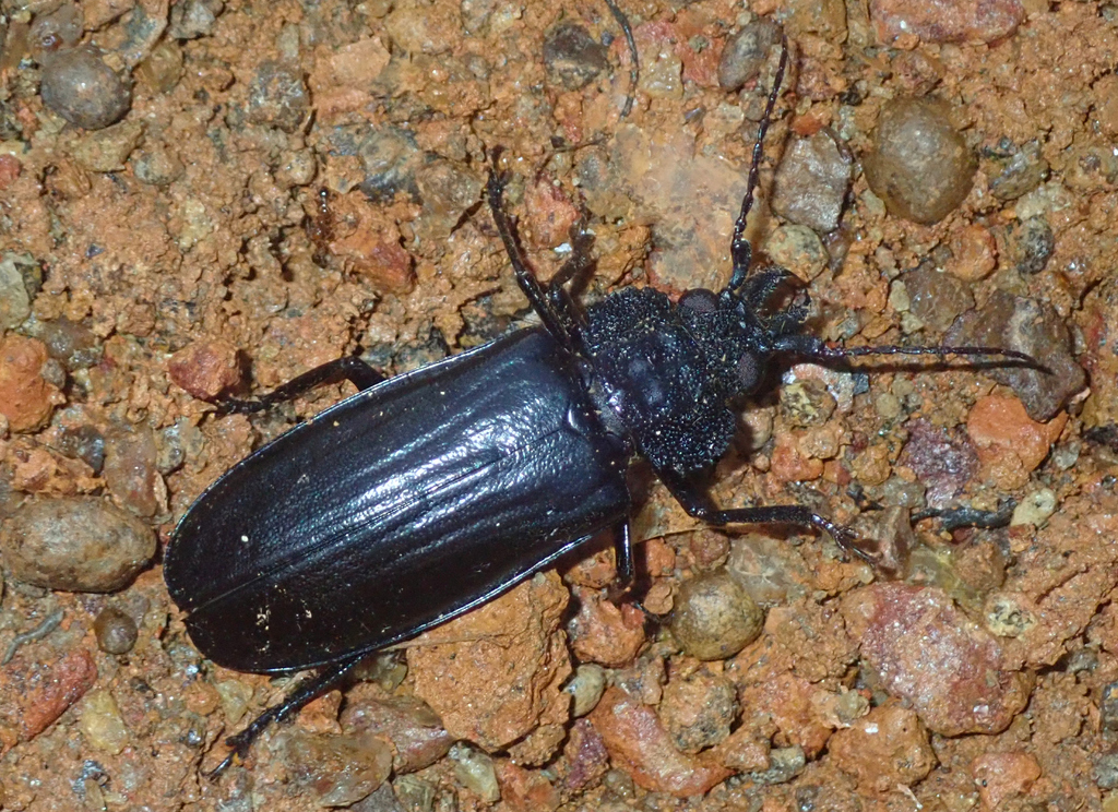 Physopleurus tritomicros