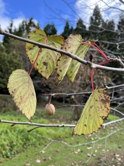 Davidia involucrata