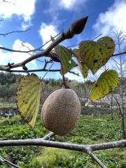 Davidia involucrata