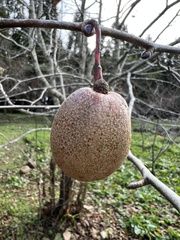 Davidia involucrata