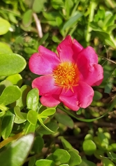 Portulaca umbraticola
