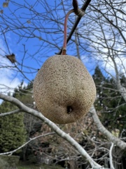 Davidia involucrata