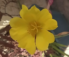 Portulaca umbraticola