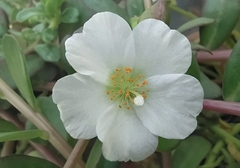 Portulaca umbraticola