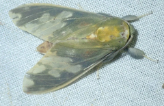 Castrica sordidior