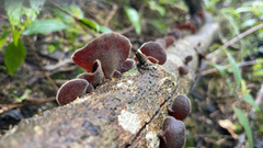 Auricularia cornea